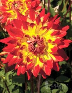 Menu Sunset Dahlia Collection -Outlet Holland Bulb Farms Store 74158 procyon decorative dahlia 1