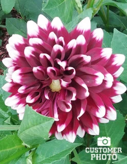 Menu Peppermint Dream Dahlia Collection -Outlet Holland Bulb Farms Store 74160 mystery day decorative dahlia 2018 08 17 russell hutchison