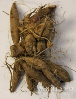 Menu Peppermint Dream Dahlia Collection -Outlet Holland Bulb Farms Store 74160 mystery day decorative dahlia 3