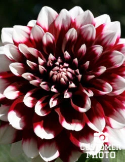 Menu Peppermint Dream Dahlia Collection -Outlet Holland Bulb Farms Store 74160 mystery day decorative dahlia 4