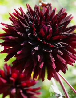 Menu Peppermint Dream Dahlia Collection -Outlet Holland Bulb Farms Store 74162 black jack dahlia jumbo pack 2 2