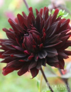 Menu Peppermint Dream Dahlia Collection -Outlet Holland Bulb Farms Store 74162 black jack dahlia jumbo pack 4 1