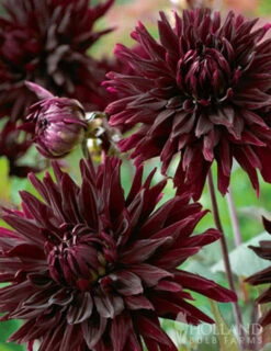 Menu Peppermint Dream Dahlia Collection -Outlet Holland Bulb Farms Store 74162 black jack dahlia jumbo pack 5 1