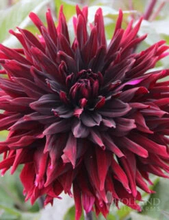 Menu Peppermint Dream Dahlia Collection -Outlet Holland Bulb Farms Store 74162 black jack dahlia jumbo pack 6