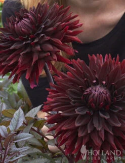 Menu Peppermint Dream Dahlia Collection -Outlet Holland Bulb Farms Store 74162 black jack dahlia jumbo pack 7 1