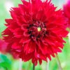 Menu Red Fubuki Dahlia Jumbo Pack
