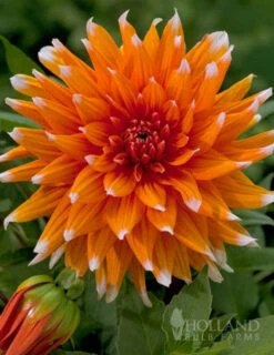 Menu Summer Cut Flower Garden -Outlet Holland Bulb Farms Store 74169 color spectacle dahlia 3