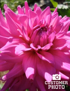 Menu Princess Pinks Dahlia Collection -Outlet Holland Bulb Farms Store 74170 pink corona dahlia jumbo pack 1