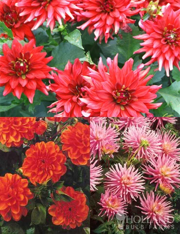 Menu Border Dahlia Collection 3 Menu Border Dahlia Collection