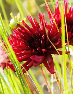 Menu Midnight Glo Dahlia Collection 23 Menu Midnight Glo Dahlia Collection -Outlet Holland Bulb Farms Store 74195 cactus dahlia