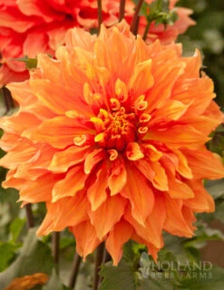 Menu Shimmering Sunset Dahlia Collection -Outlet Holland Bulb Farms Store 74196 mrs eileen dinnerplate dahlia