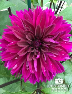 Menu Thomas Edison Dinnerplate Dahlia -Outlet Holland Bulb Farms Store 74197 thomas edison dahlia 1