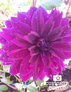 Menu Bold Dinnerplate Dahlia Collection -Outlet Holland Bulb Farms Store 74197 thomas edison dinnerplate dahlia 4 2