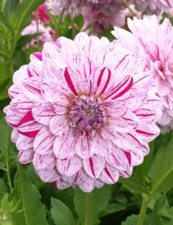 Menu Peppermint Dream Dahlia Collection -Outlet Holland Bulb Farms Store 74198
