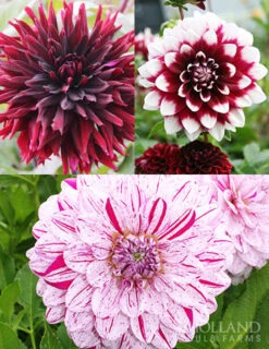 Menu Peppermint Dream Dahlia Collection