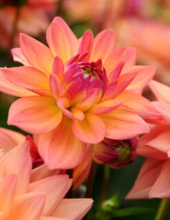Menu Shimmering Sunset Dahlia Collection -Outlet Holland Bulb Farms Store 74209 2