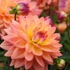 Menu Extase Decorative Dahlia -Outlet Holland Bulb Farms Store 74209 3