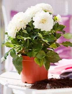 Menu Wittem Decorative Dahlia -Outlet Holland Bulb Farms Store 74211 wittem decorative dahlia 3