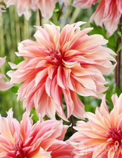 Menu Shimmering Sunset Dahlia Collection -Outlet Holland Bulb Farms Store 74213 labyrinth decorative dahlia 2