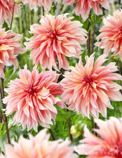 Menu Dazzling Dahlias Duo Collection -Outlet Holland Bulb Farms Store 74213 labyrinth decorative dahlia 3 3