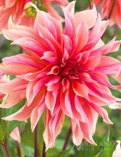 Menu Shimmering Sunset Dahlia Collection -Outlet Holland Bulb Farms Store 74213 labyrinth decorative dahlia 4