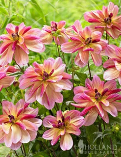 Menu Shimmering Sunset Dahlia Collection -Outlet Holland Bulb Farms Store 74214 dark butterfly decorative dahlia 2