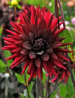 Menu Brigitta Alida Dinnerplate Dahlia -Outlet Holland Bulb Farms Store 74216 3