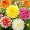 Menu Dinnerplate Dahlia Super Mix -Outlet Holland Bulb Farms Store 74218 dinnerplate dahlia mix