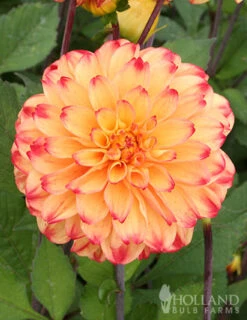 Menu Lady Darlene Dinnerplate Dahlia -Outlet Holland Bulb Farms Store 74219 lady darlene dahlia