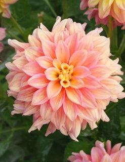 Menu Shimmering Sunset Dahlia Collection -Outlet Holland Bulb Farms Store 74221