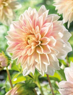 Menu Shimmering Sunset Dahlia Collection -Outlet Holland Bulb Farms Store 74221 ice cube dahlia 2