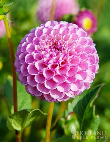 Menu Zippity Do Da Dahlia 4 Menu Zippity Do Da Dahlia - Image 2