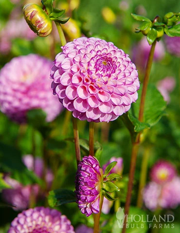 Menu Zippity Do Da Dahlia 5 Menu Zippity Do Da Dahlia - Image 3