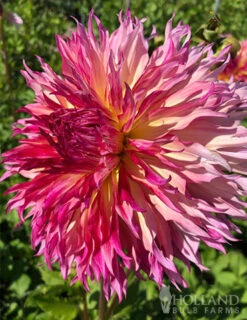 Menu Myrtle's Folly Dahlia -Outlet Holland Bulb Farms Store 74228 myrtles folly