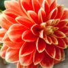 Menu Orange Glory Patio Dinnerplate Dahlia -Outlet Holland Bulb Farms Store 74233a
