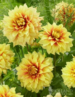 Menu Dazzling Sun Dinnerplate Dahlia -Outlet Holland Bulb Farms Store 74240 dazzling sun dinnerplate dahlia 2