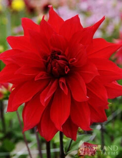 Menu Red Decorative Dahlia 5 Menu Red Decorative Dahlia -Outlet Holland Bulb Farms Store 74241 red decorative dahlia 2