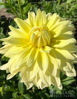 Menu La Luna Dahlia -Outlet Holland Bulb Farms Store 74242 la luna dahlia 3