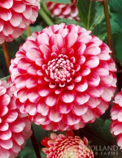 Menu Little William Dahlia -Outlet Holland Bulb Farms Store 74244 little william dahlia 2