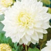 Menu White Decorative Dahlia