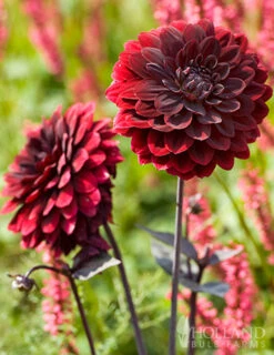 Menu Dazzling Dahlias Duo Collection -Outlet Holland Bulb Farms Store 74246 arabian night decorative dahlia 5 1