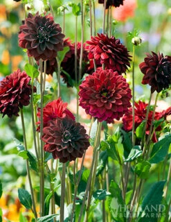 Menu Dazzling Dahlias Duo Collection -Outlet Holland Bulb Farms Store 74246 arabian night decorative dahlia 6 1