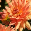Menu Orange Decorative Dahlia -Outlet Holland Bulb Farms Store 74247 orange decorative dahlia 4