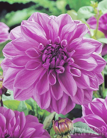 Menu Lilac Time Dahlia 4 Menu Lilac Time Dahlia - Image 2