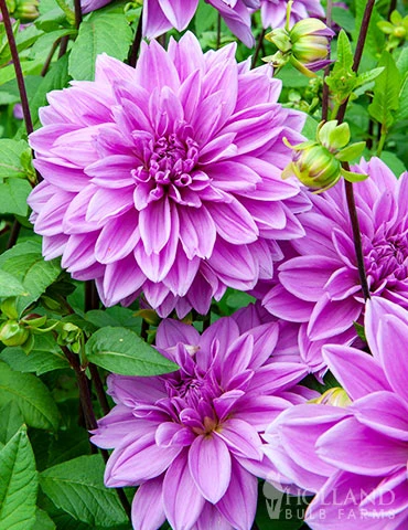 Menu Lilac Time Dahlia 3 Menu Lilac Time Dahlia