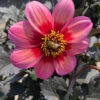 Menu Dahlegria Tri-Colore Dahlia