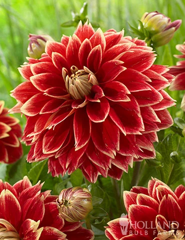 Menu Dutch Carnival Dahlia 3 Menu Dutch Carnival Dahlia