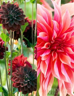 Menu Dazzling Dahlias Duo Collection