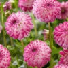 Menu Pink Isa Decorative Dahlia