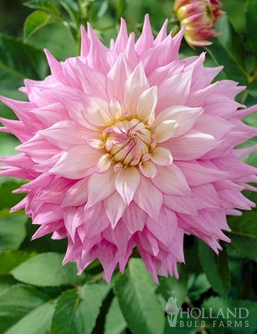 Menu Sir Alfred Ramsey Dinnerplate Dahlia 4 Menu Sir Alfred Ramsey Dinnerplate Dahlia - Image 2